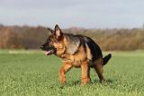 BERGER ALLEMAND 548